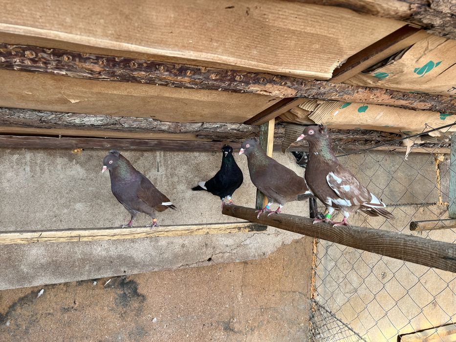 Американцы кормилцы