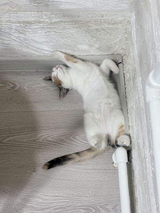 Отдадим в добрые руки котеночка Руни.