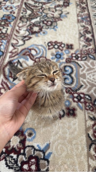 Двухмесячный котенок