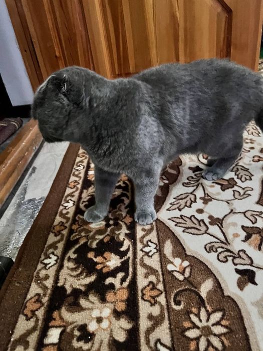 Продаётся годовалый кот скотиш, откликается на имя Басель