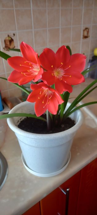 Продам луковички Валотты