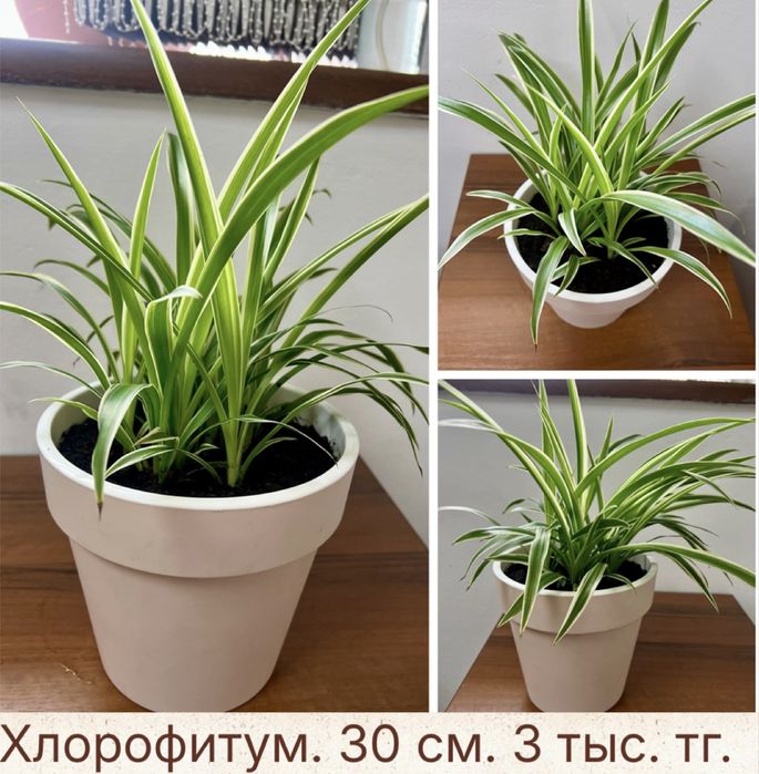 Комнатные растения: