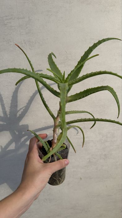 Продам алое лечебный