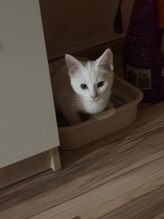 Отдам котенка в добрые руки