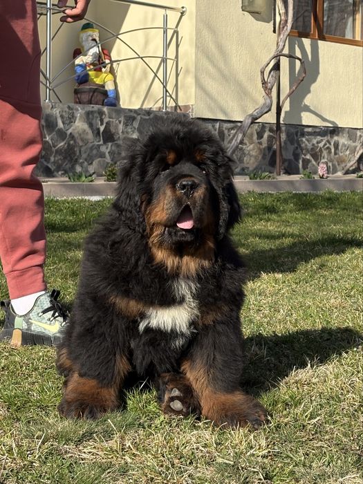 Tibetan Mastiff Chinezesc