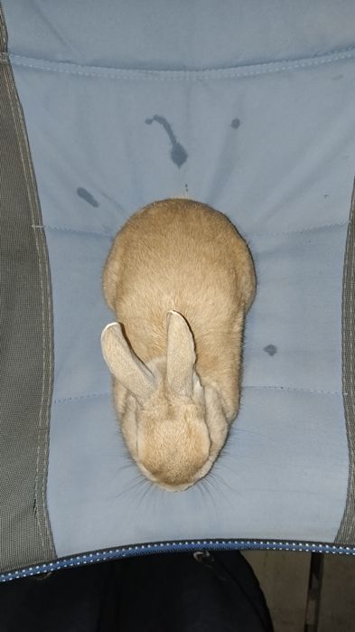 Потерялся кролик