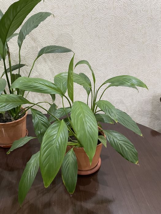 Продам цветы «Женское счастье»!