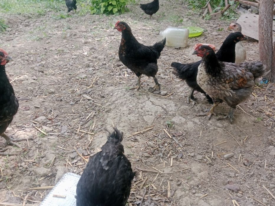 Qora tovuqlar uxayin 2 ta 3 anjon qora