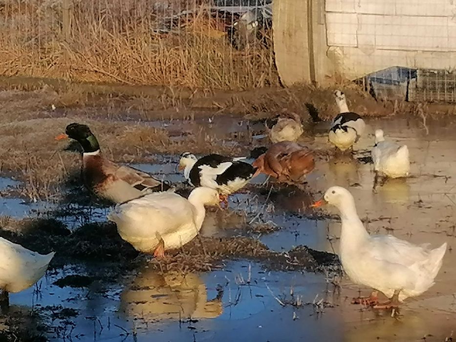 Rațe, diferite feluri, gâște, bibilici de vânzare. Iași