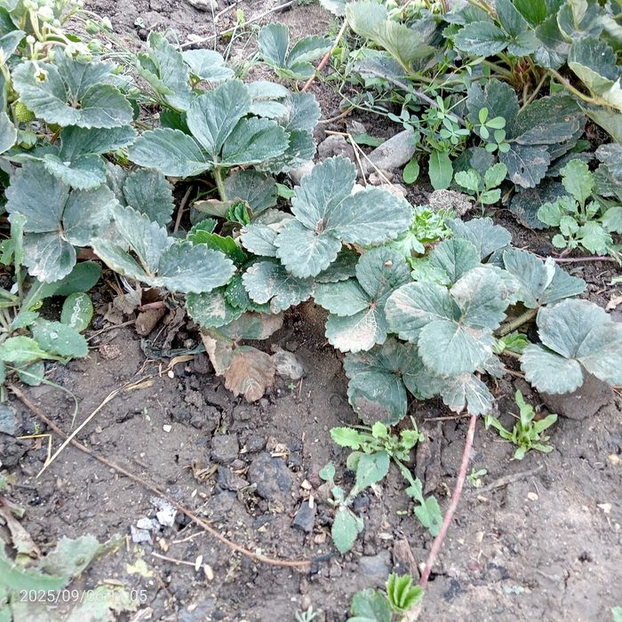 В продаже саженцы клубники долгоиграющая (ремонтантная)