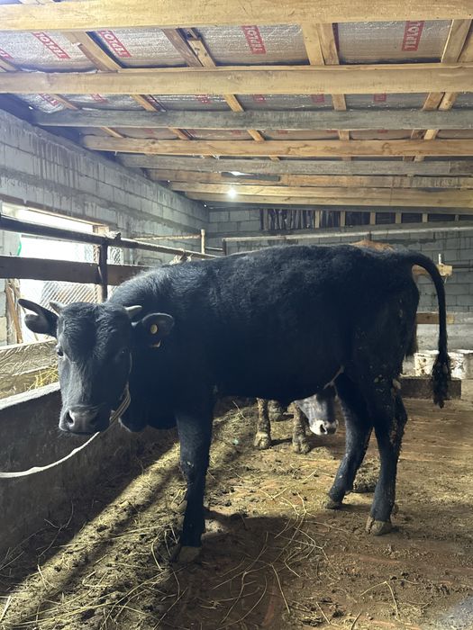 Продается бычки откорм