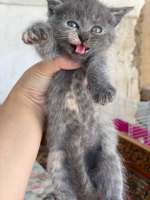 Nima uchun homiladorlik paytida ogiz sutini chiqarmaslik kerak