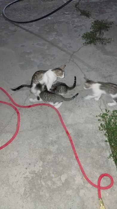 Кошка 4 котята отдам