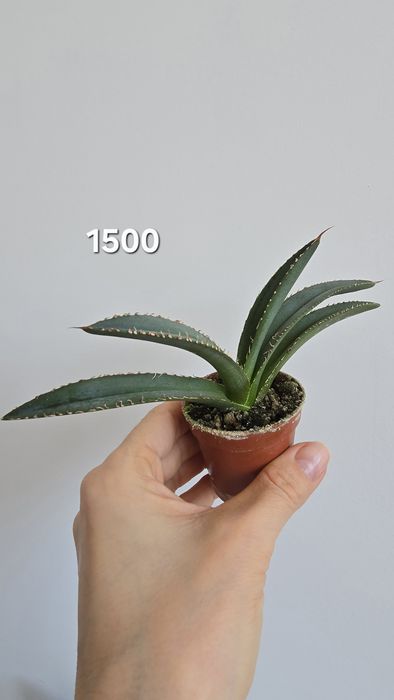 Продам филодендрон, сцинлапсус