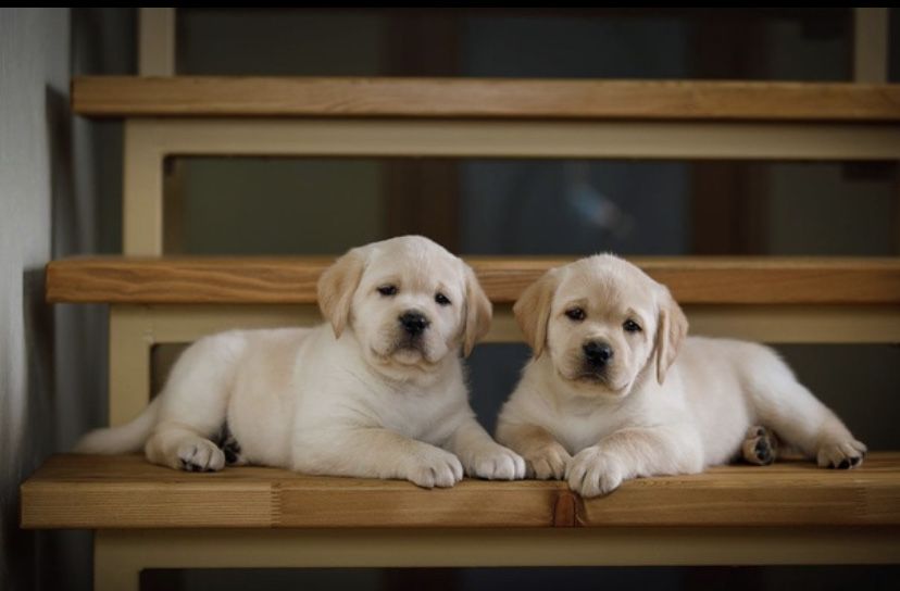 Славненькие Ретриверята!