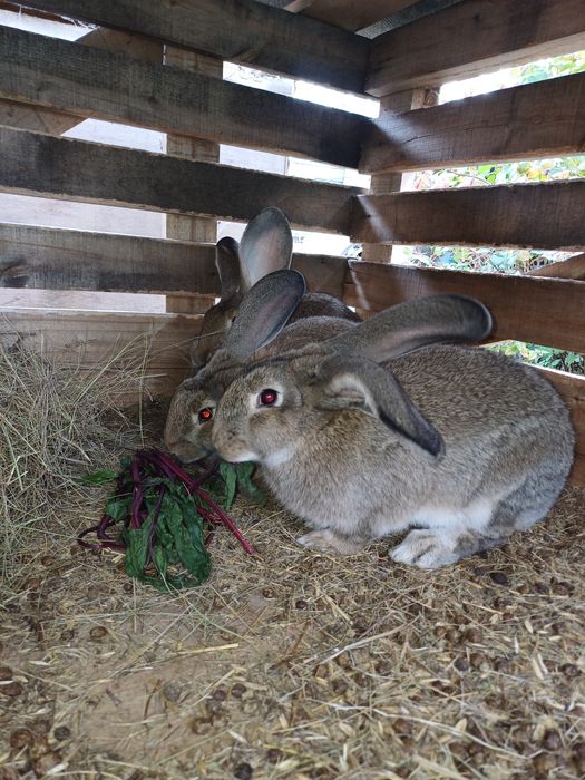 Фландр крол кролиха