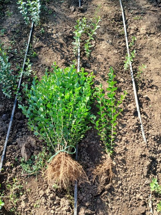 Лигуструм вечнозелен на гол корен