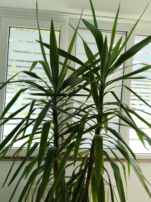 Planta Yuka mare