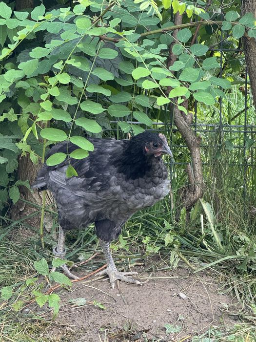 Vand pui Australorp Albastru Negru