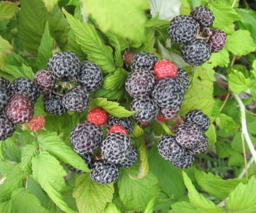 Листья черной малины сушеные