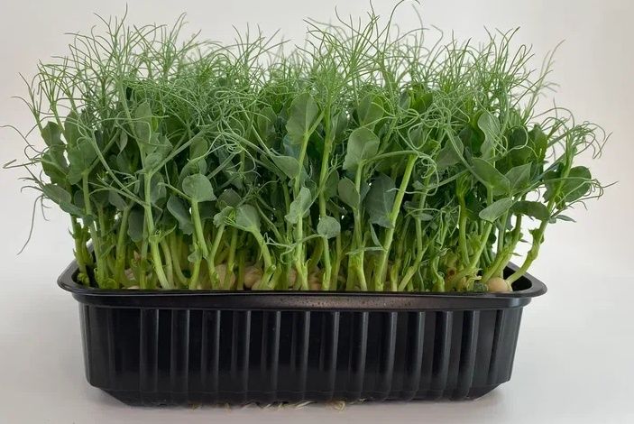 Микрозелень витграсс