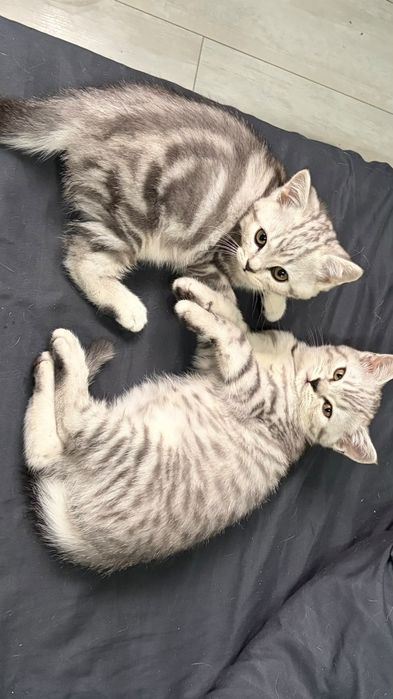 Котята скоттиш-страйт