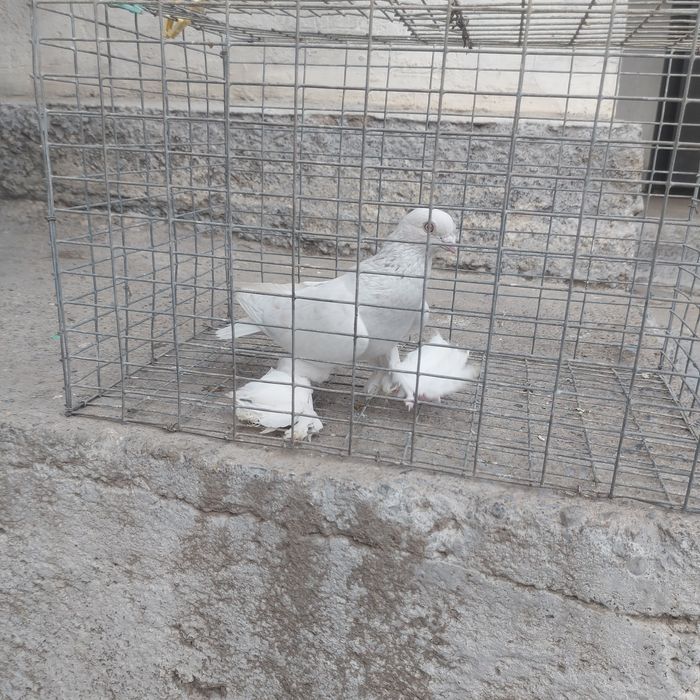 Буси самец лет с игрой