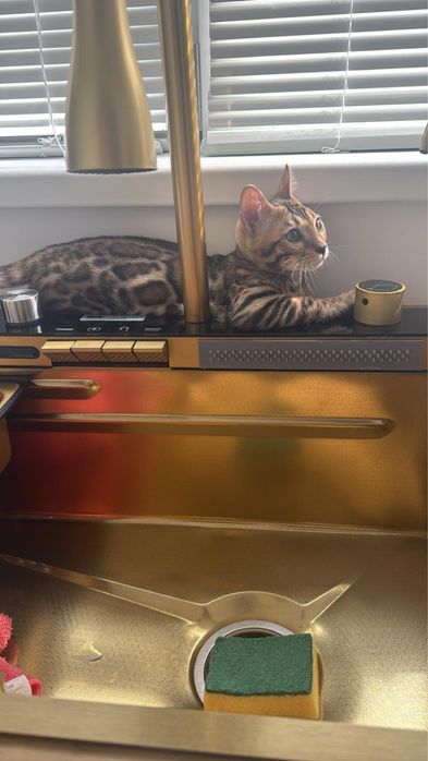 Pisica rasa bengal