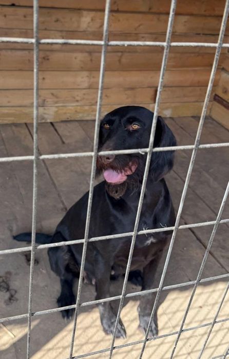 В продаже Дратхаар сука