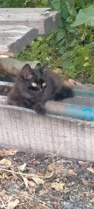 Отдам Кота в хорошие руки