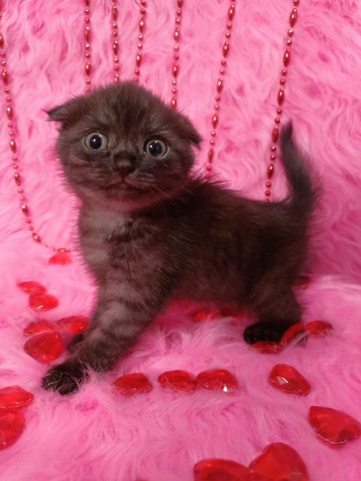 Продам шотландскую вислоухую девочку