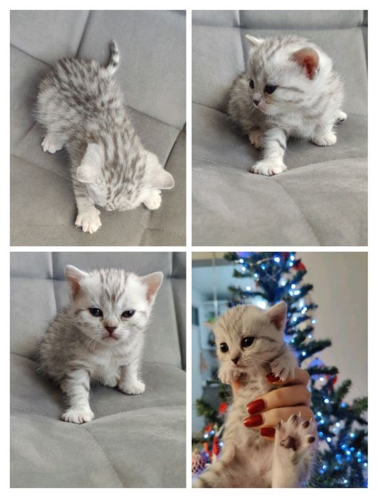 Шотландские вислоухие