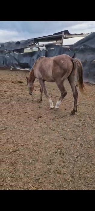 Күнәң сатылады ..