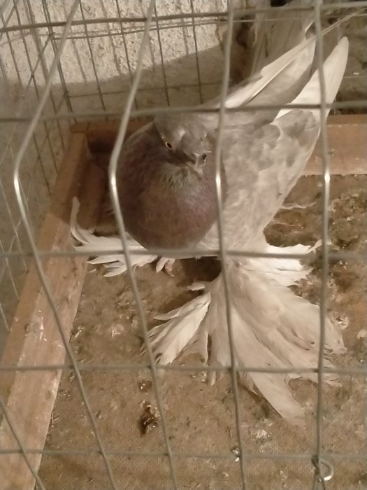 Молодой сиреневый самец