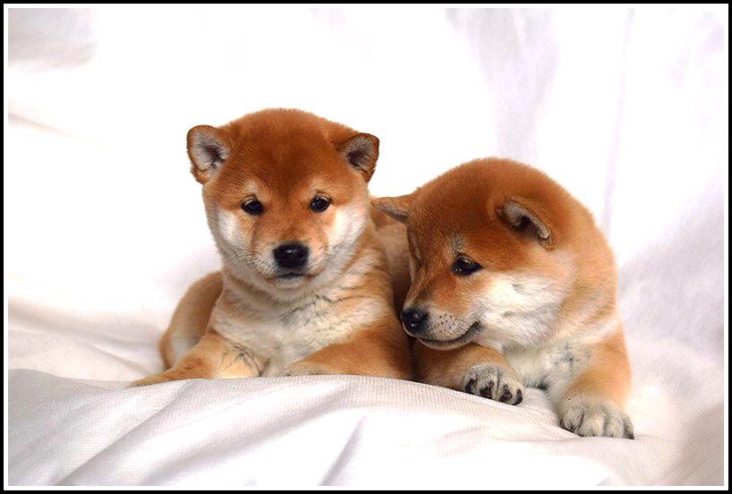 сибочки на продажу