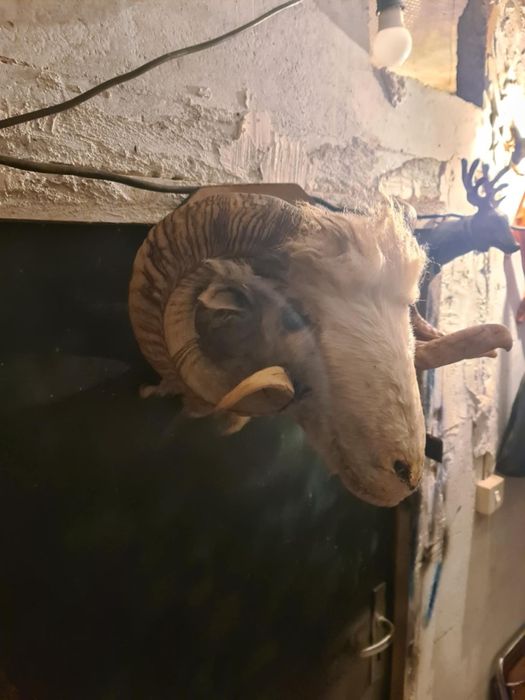 Трофей овнешка глава