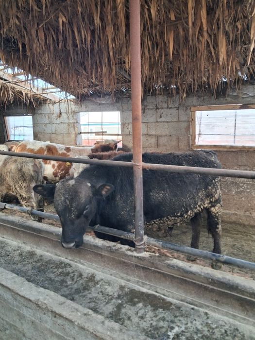 1 жане 2 жасар бұқалар