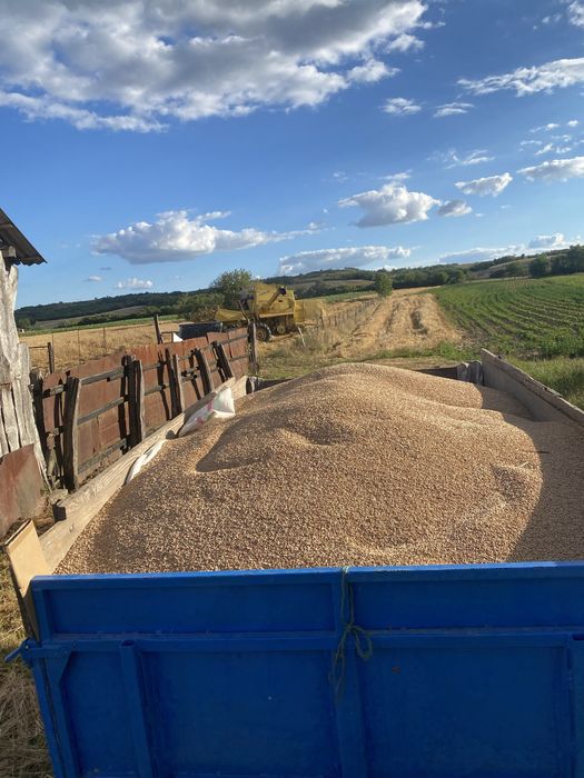 Triticale de vanzare