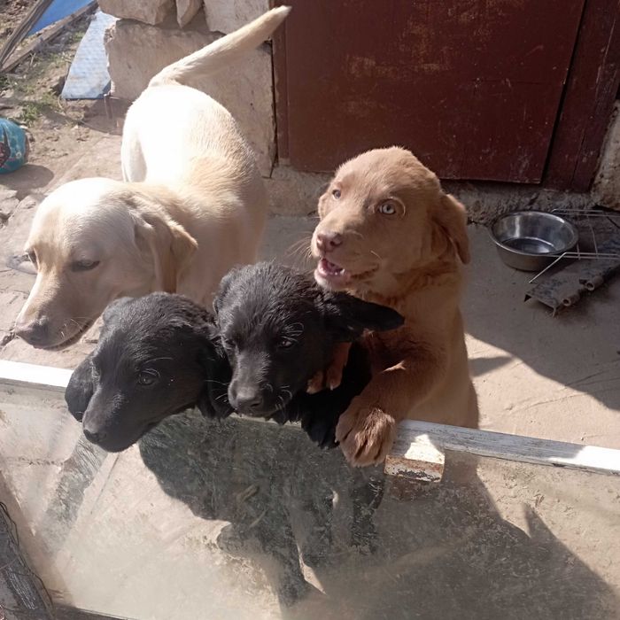 Подарявам кученца