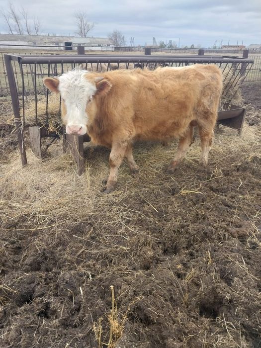 Продам КРС (3 быка)