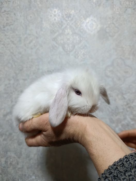 Здравствуйте продается карликовый баран кролики