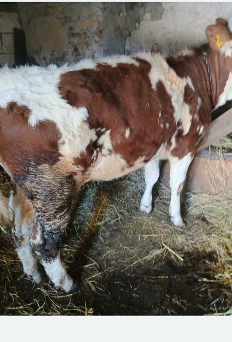 Vând juninca bălțată germana foarte buna blânda