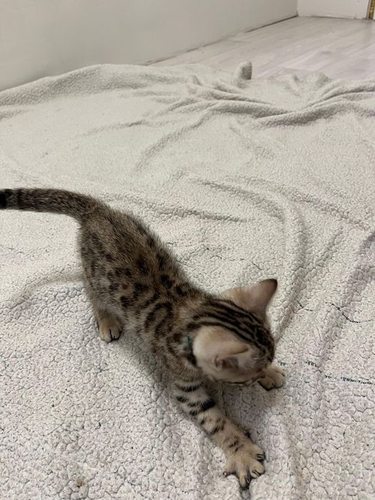 Продам бенгальского котенка