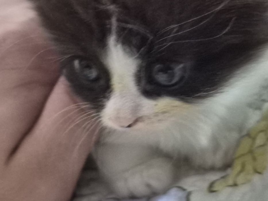 Котята в хорошие руки
