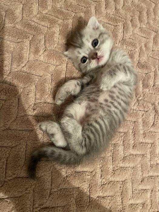 Шотландсике вислоухие девочки