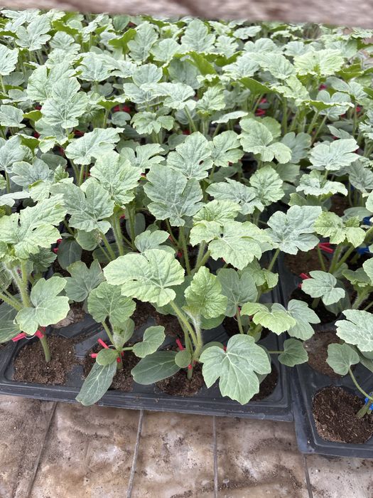 Vand  rasad lubenite altoite soiul Lucitana