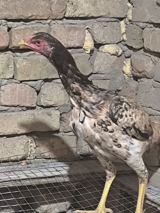 Курица бойцовая ..
