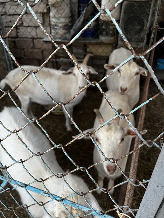 Уралский тек.    Козёл уралский