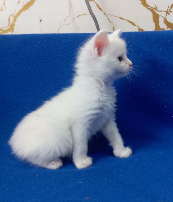 Котята Мейн Кун ( питомник)