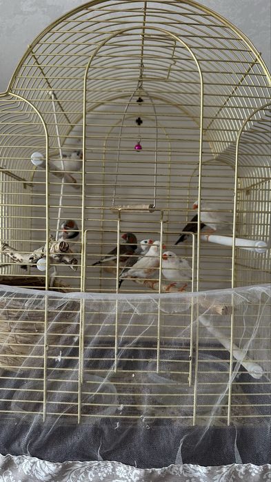 Продам птиц Амадины